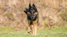 Ein großer schwarz-brauner Hund läuft hechelnd über eine Wiese