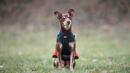 Ein Hund mit rossbraunem Fell sitzt auf einer Wiese 