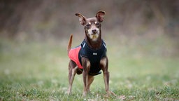 Ein Hund mit rossbraunem Fell steht auf einer Wiese 