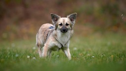 Kleine Hündin mit beigefarbenem Fell steht auf einer Wiese und schaut in die Kamera 