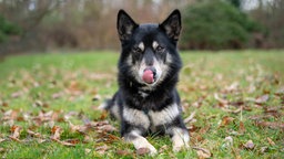 Ein Hund mit schwarz-weißem Fell liegt auf einer Wiese 