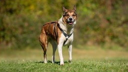 Dreifarbiger Hund mit einem blauen Geschirr steht hechelnd auf einer Wiese