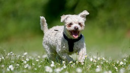 Ein kleiner weißer Hund mit gelocktem Fell läuft hechelnd über eine Wiese