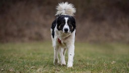 Ein schwarz-weißer Hund läuft über eine Wiese