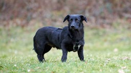 Ein schwarzer Hund steht auf einer Wiese 