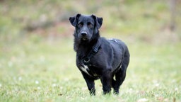 Ein Hund mit schwarzem Fell steht auf einer Wiese 