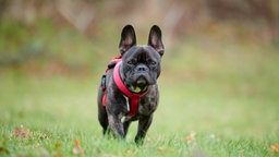 Ein mittelgroßer Hund mit dunkel gestromtem Fell auf einer Wiese 