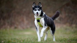 Hund mit schwarz-beigefarbenem Fell läuft hechelnd über eine Wiese 