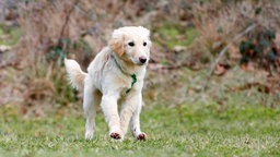 Ein großer cremefarbener Hund läuft über eine Wiese