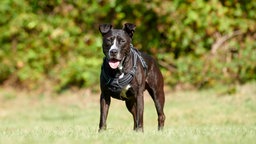 Ein schwarzer Hund steht auf einer Wiese