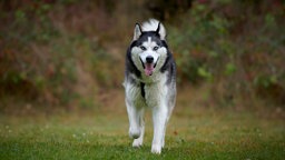 Hund mit dunkelgrau-weißem Fell und eisblauen Augen läuft hechelnd über eine Wiese und schaut in Richtung Kamera 