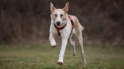 Ein braun-weißer Hund mit rotem Geschirr läuft über eine Wiese