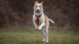 Ein braun-weißer Hund mit rotem Geschirr springt über eine Wiese