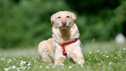 Blonder Hund mit rotem Geschirr sitzt auf einer Wiese