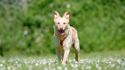 Blonder Hund mit rotem Geschirr läuft über die Wiese