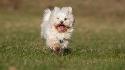 Kleiner Hund mit weißem langem Fell läuft hechelnd über eine Wiese 