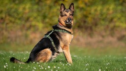 Ein Hund mit schwarz-braunem Fell sitzt auf einer Wiese und schaut in Richtung Kamera 