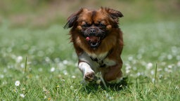 Kleiner Hund mit braun-weißem langem Fell läuft hechelnd über eine Wiese 