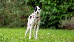 Ein schwarz-weißer Hund mit einem orangenen Geschirr steht auf einer Wiese