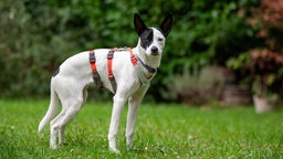 Ein schwarz-weißer Hund mit einem orangenen Geschirr steht seitlich auf einer Wiese