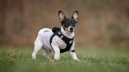 Ein kleiner dreifarbiger Hund mit beigem Mantel läuft über eine Wiese