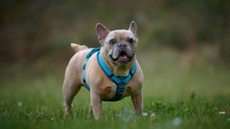 Kleine Hündin mit Fawn-farbigem Fell steht auf einer Wiese und trägt ein blaues Geschirr 