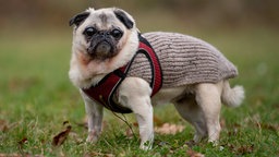 Kleiner beiger Hund mit Glubschaugen und einem braunen Mantel steht seitlich auf einer Wiese