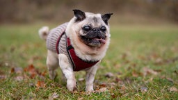 Kleiner beiger Hund mit Glubschaugen und einem braunen Mantel läuft hechelnd über eine Wiese