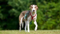 Hund mit tricolorfarbigem Fell steht auf einer Wiese 