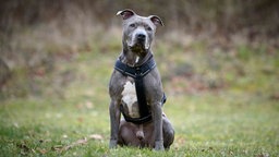 Ein blueline-farbener Hund sitzt auf einer Wiese 