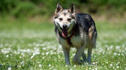 Hündin mit schwarz-braunem Fell steht hechelnd auf einer Wiese 