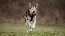 Großer dreifarbiger Hund springt hechelnd über eine Wiese