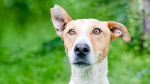 Hund auf Wiese