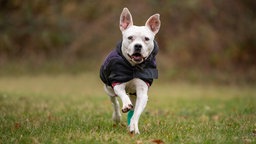 Weißer Hund mit einem schwarzen Mantle läuft über eine Wiese