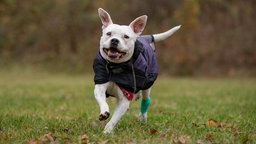 Ein weißer Hund mit einem schwarzen Mantel läuft über eine Wiese