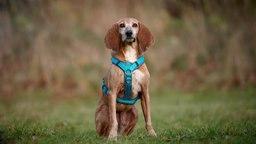 Ein hellbrauner Hund mit blauem Geschirr sitzt auf einer Wiese