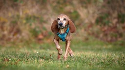 Ein hellbrauner Hund mit einem blauen Geschirr läuft über eine Wiese 