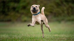 Ein Hund mit hellem Fell springt über eine Wiese 