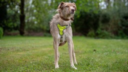 Großer hellbrauner Hund mit zotteligem Fell und einem gelben Geschirr steht auf einer Wiese