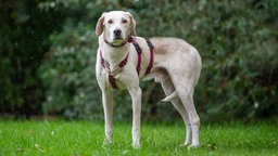 Ein großer beiger Hund mit einem lila Geschirr steht auf einer Wiese