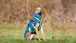 Ein großer schlanker brauner Hund mit einem blauen Mantel und grünem Geschirr sitzt auf einer Wiese