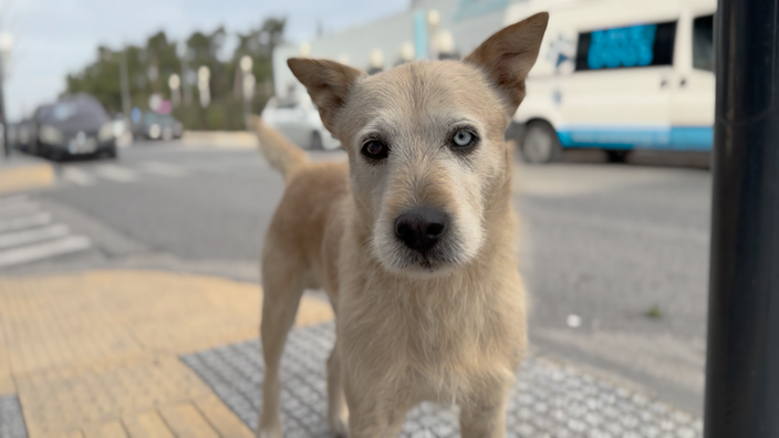 Das Bild zeigt einen Straßenhund.