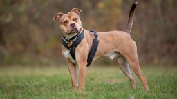 Ein großer brauner Hund mit einem schwarzen Geschirr steht seitlich auf einer Wiese