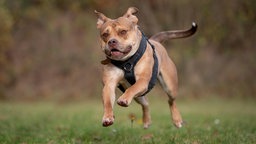 Ein großer brauner Hund mit einem schwarzen Geschirr springt hechelnd über eine Wiese