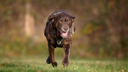 Ein großer, brauner Hund läuft hechelnd über eine Wiese