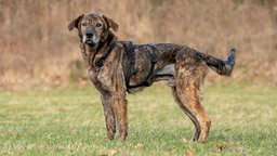 Großer Hund mit dunkel gestromtem Fell steht seitlich auf einer Wiese 