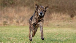 Hund mit dunkel gestromtem Fell läuft über eine Wiese 