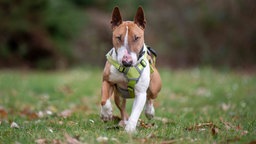 Ein Hund mit hellbraun-weißem Fell auf einer Wiese 