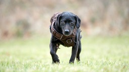 Ein schwarzer Hund mit braunem Geschirr läuft über eine Wiese