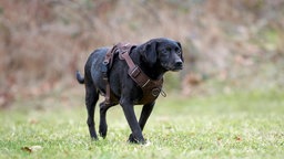 Ein schwarzer Hund mit braunem Geschirr läuft über eine Wiese